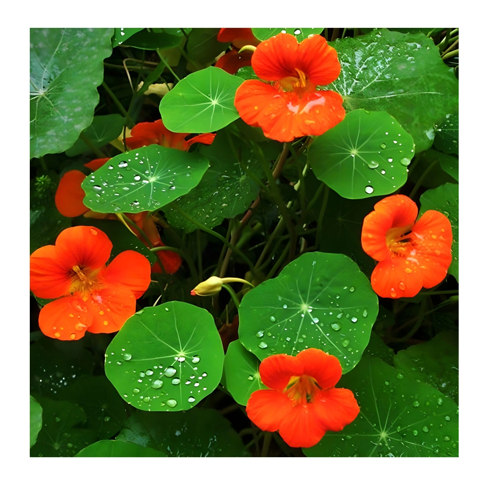 Mounding Nasturtium Copper Sunset