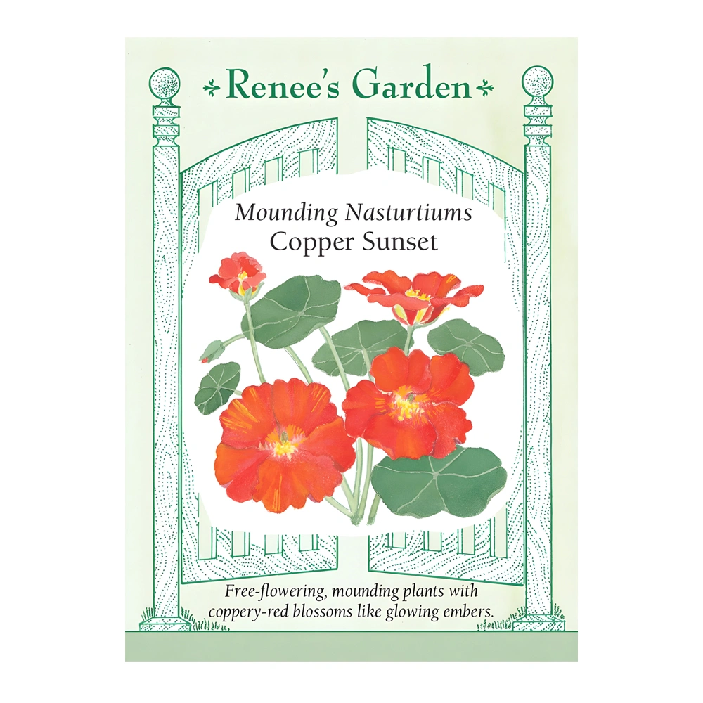 Mounding Nasturtium Copper Sunset 1 Mounding Nasturtium Copper Sunset
