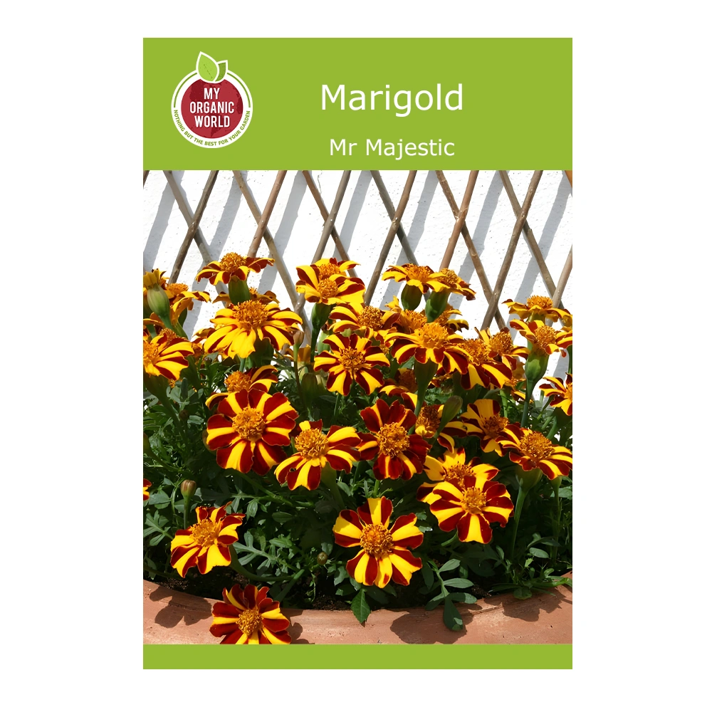 Mr Majestic Marigold 1 Mr Majestic Marigold seeds