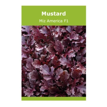 Mustard Miz America F1