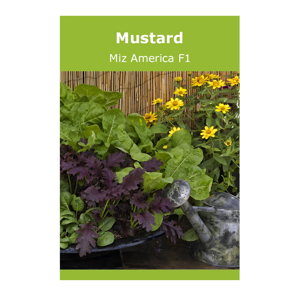 Mustard Miz America F1