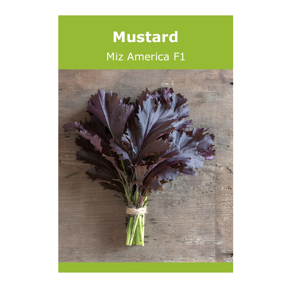 Mustard Miz America F1