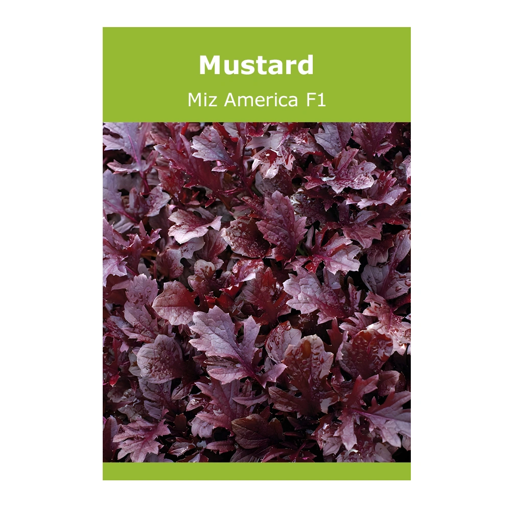 Mustard Miz America F1 1 Mustard Miz America F1