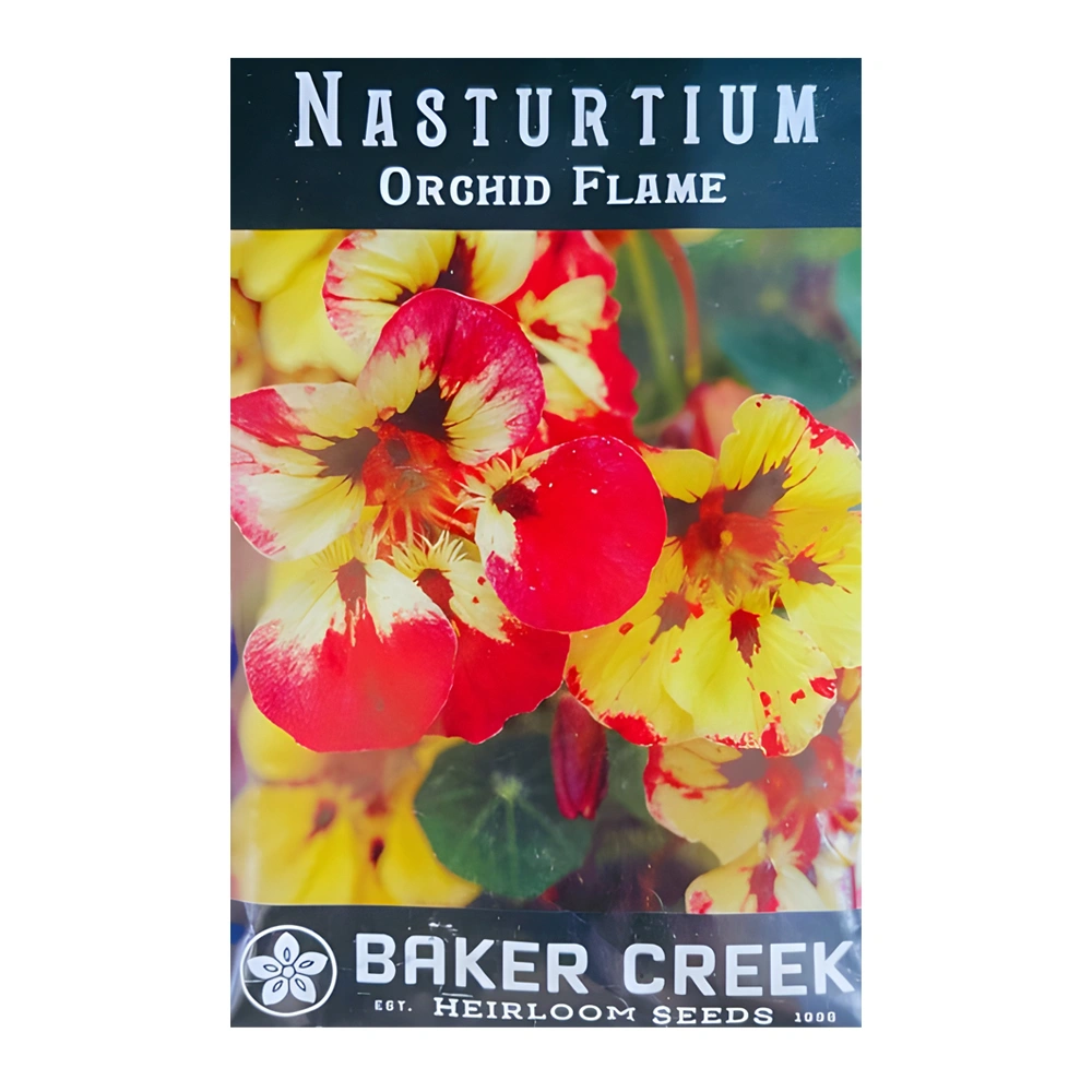 Nasturtium Orchid Flame 1 Nasturtium Orchid Flame
