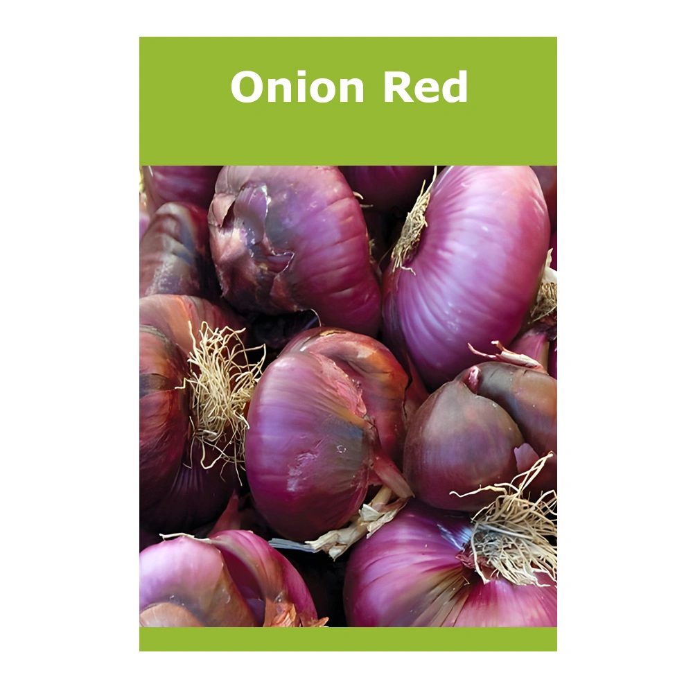 Onion Red 1 Onion Red