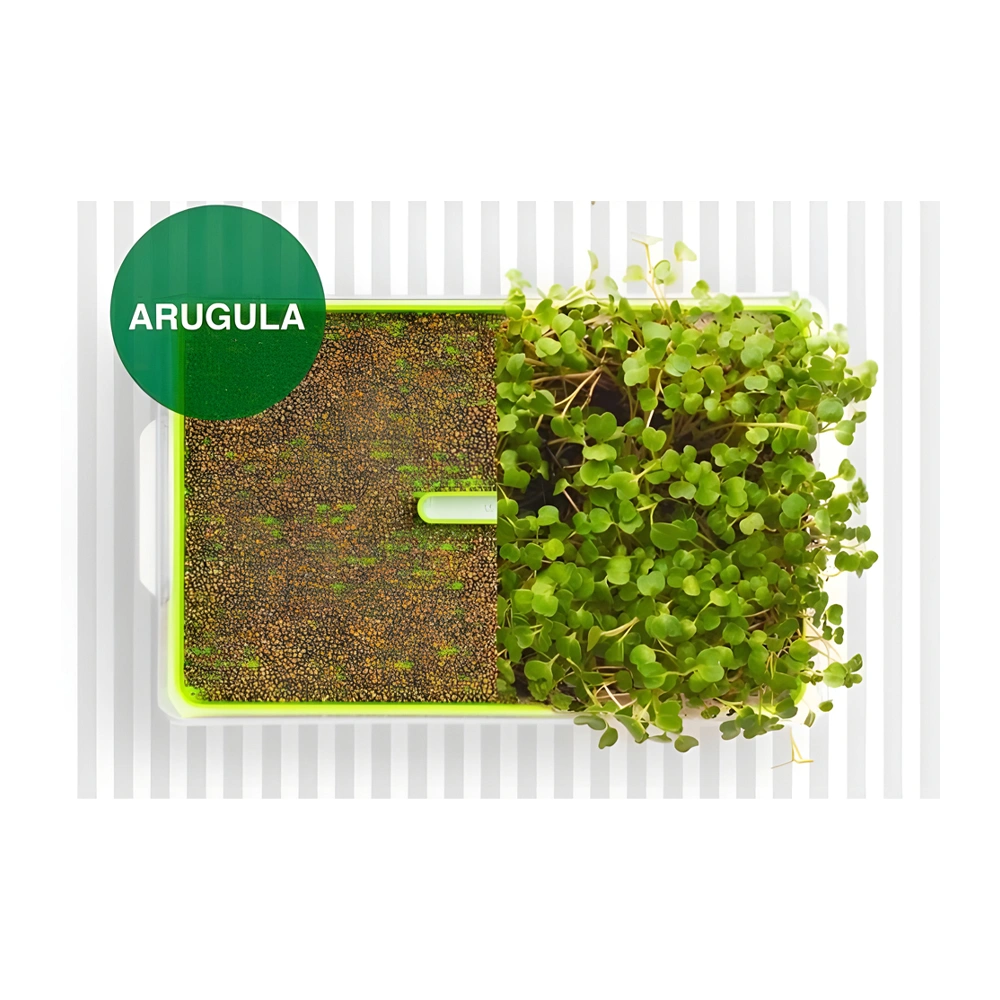 Organic Arugula