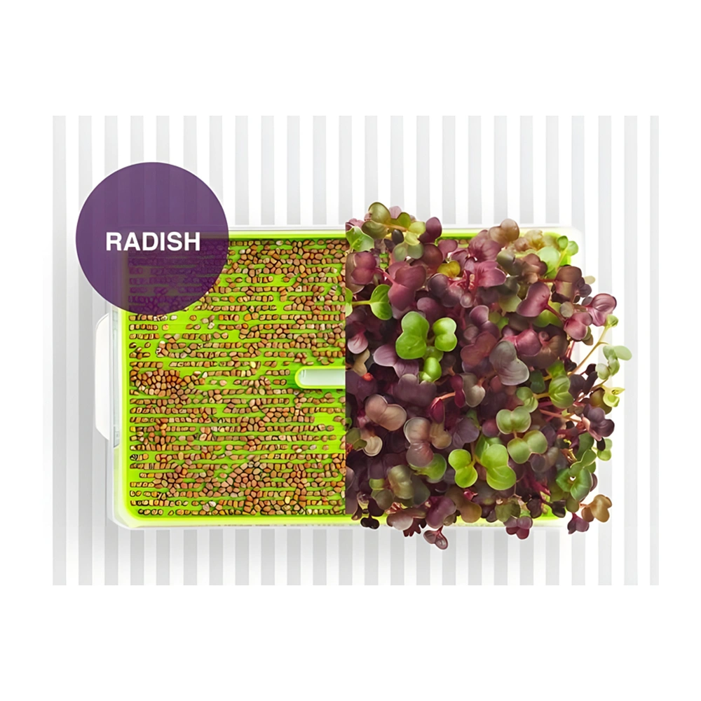 Organic Radish