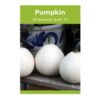 Ornamental Buffy F1 Pumpkin seeds