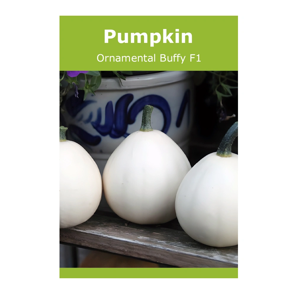Ornamental Buffy F1 Pumpkin 1 Ornamental Buffy F1 Pumpkin seeds