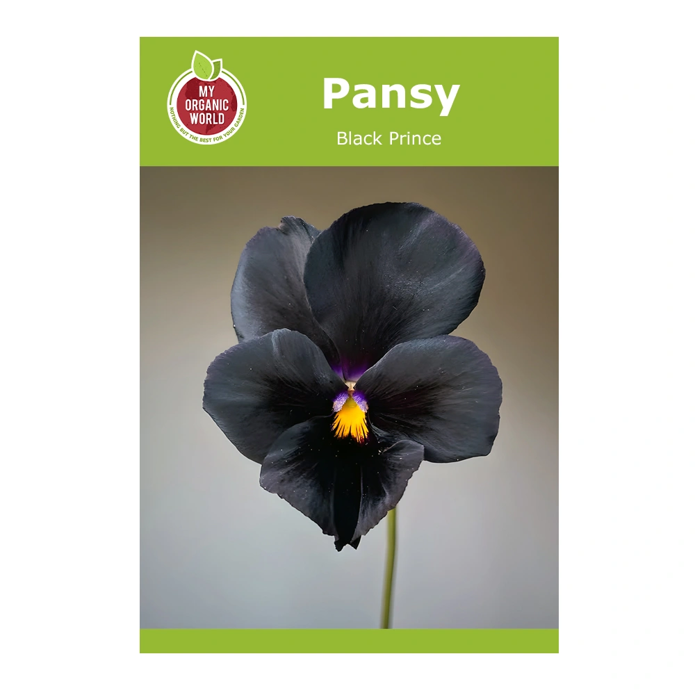 Pansy Black Prince seeds