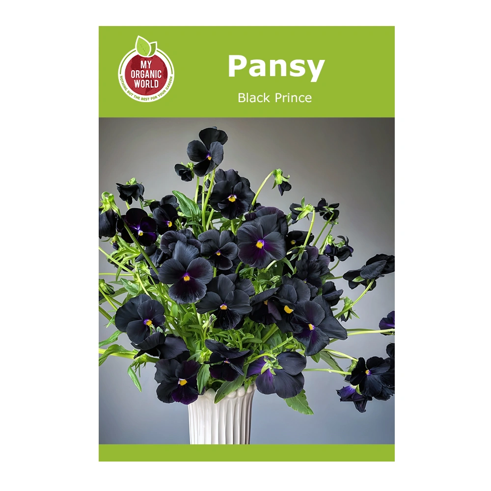 Pansy Black Prince 1 Pansy Black Prince seeds