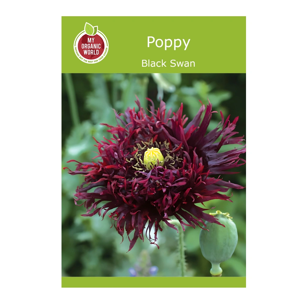 Papaver (Poppy) Black Swan seeds