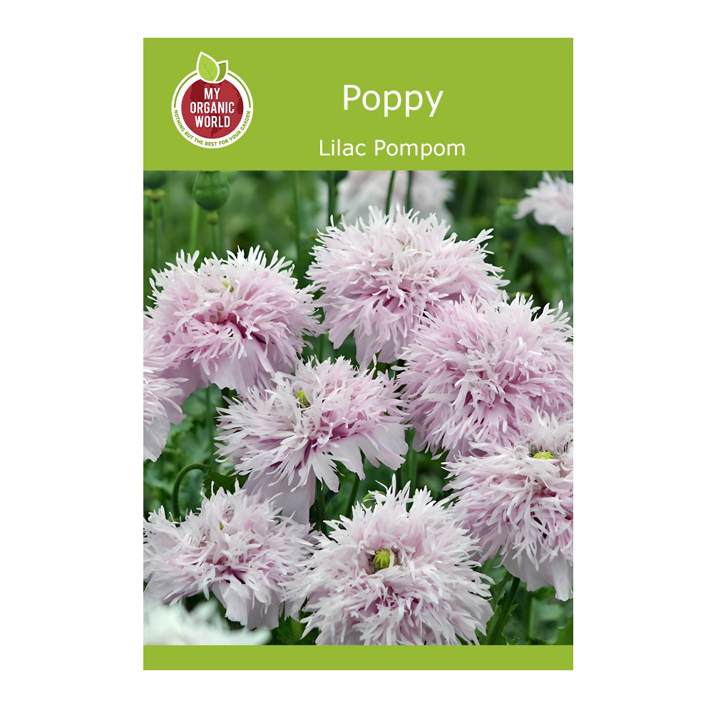 Papaver (Poppy) Lilac Pompom 1 Papaver (Poppy) Lilac Pompom seeds