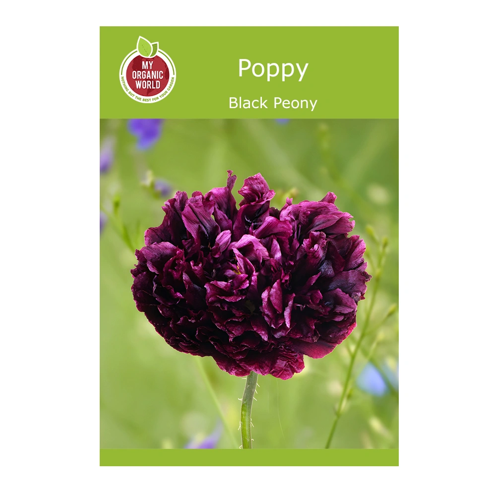 Papaver paeoniflorum Black Peony poppy 1 Papaver paeoniflorum Black Peony poppy seeds