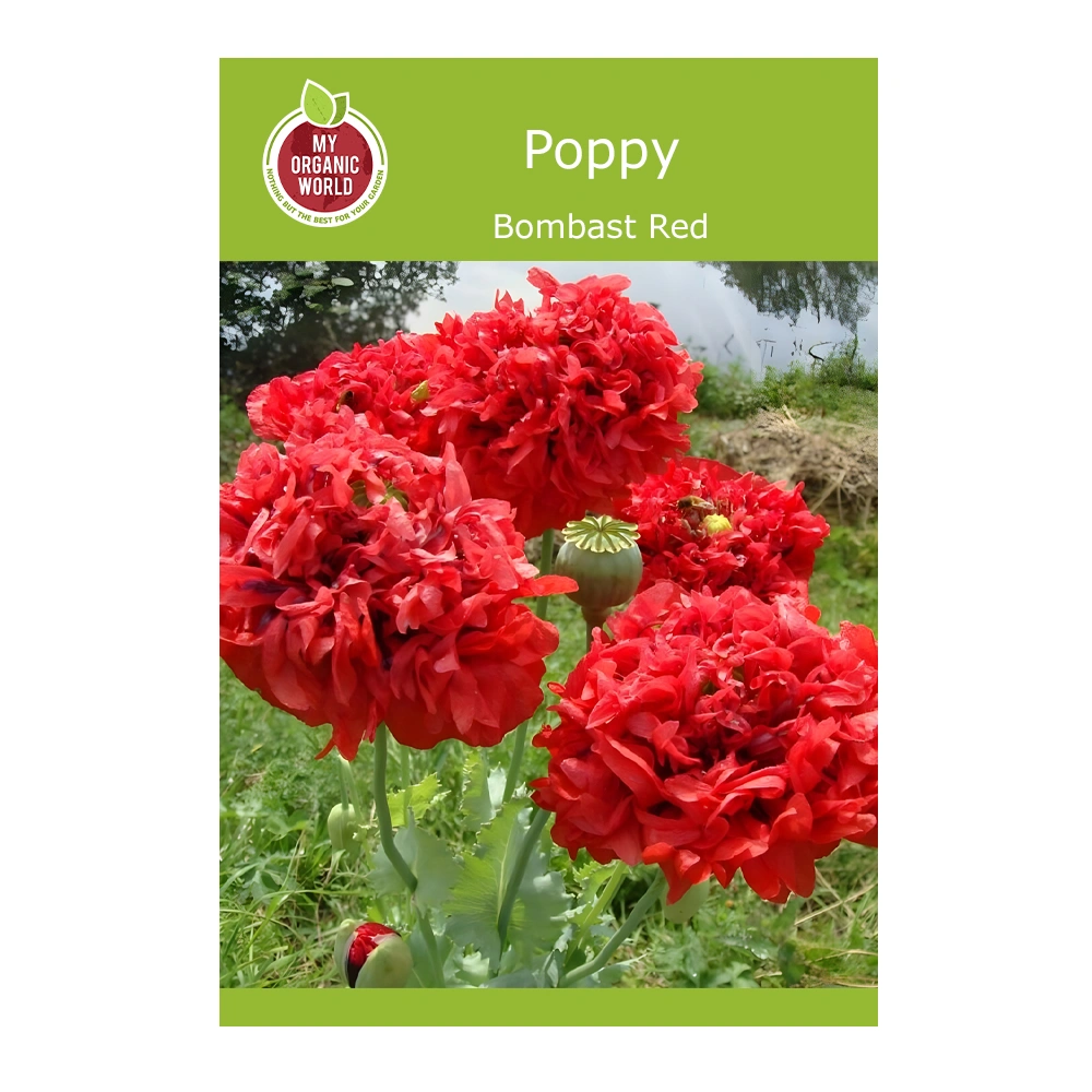 Papaver paeoniflorum Bombast Red Poppy 1 Papaver paeoniflorum Bombast Red Poppy seeds