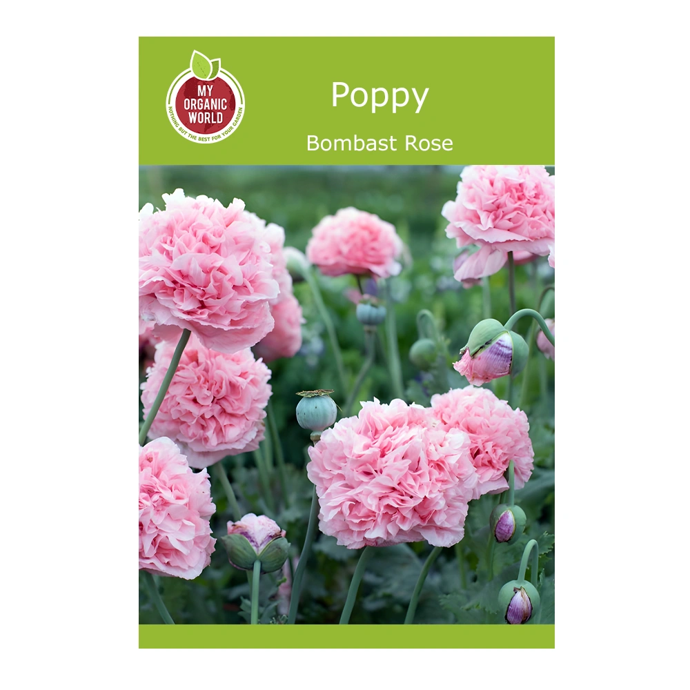 Papaver paeoniflorum Bombast Rose Poppy 1 Papaver paeoniflorum Bombast Rose Poppy seeds