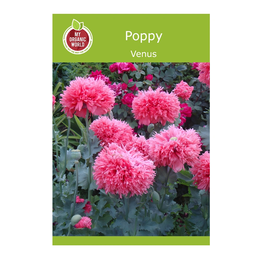 Papaver paeoniflorum Venus Poppy seeds