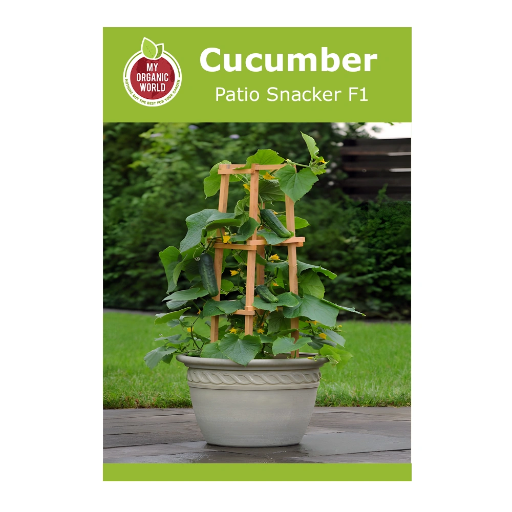 Patio Snacker F1 Cucumber 1 Patio Snacker F1 Cucumber Seeds