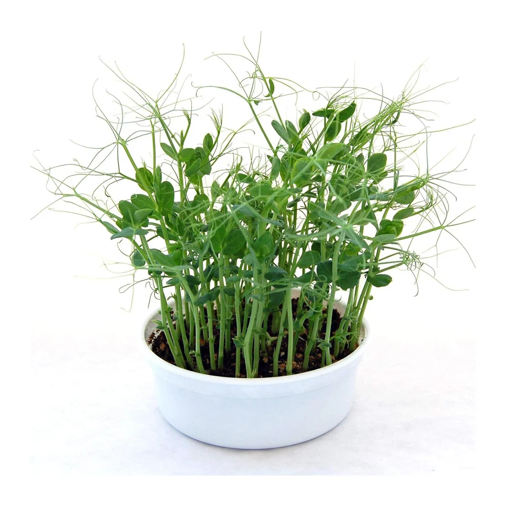 Pea Shoots Mini Microgreens Growing Kit