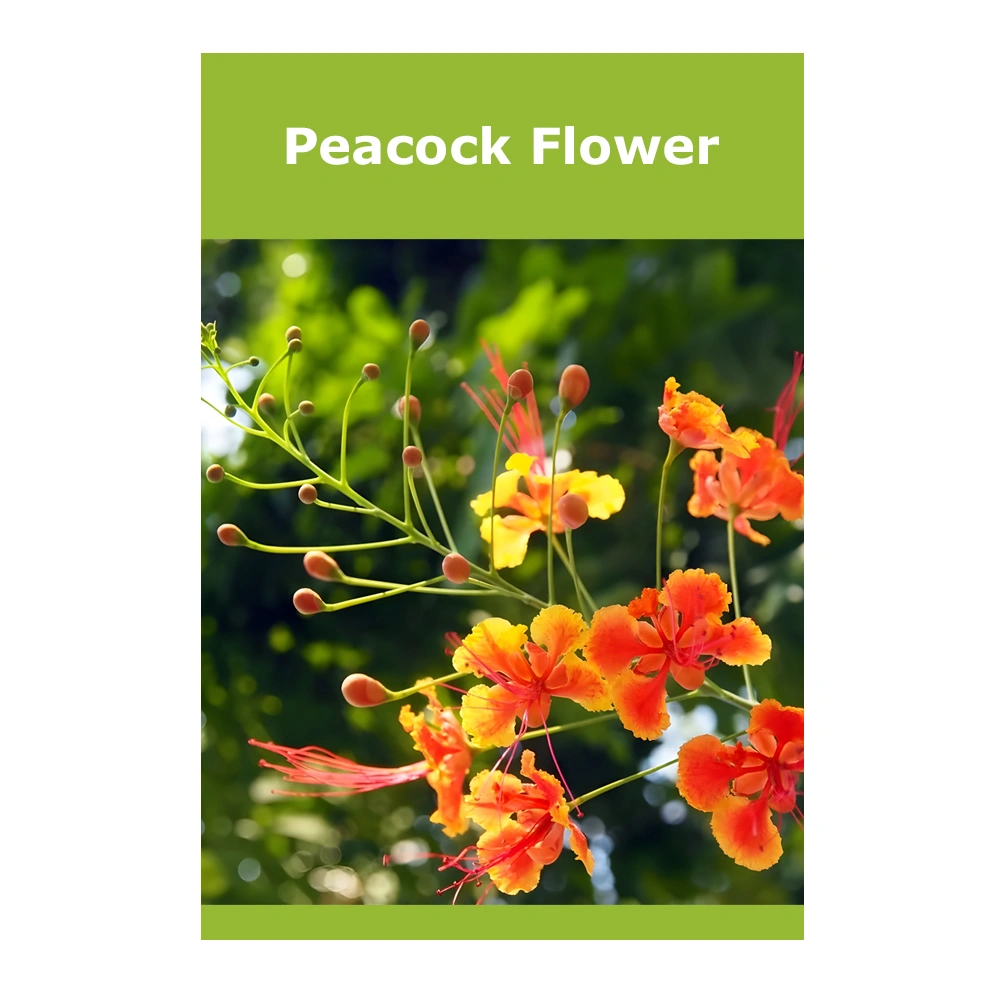 Peacock Flower