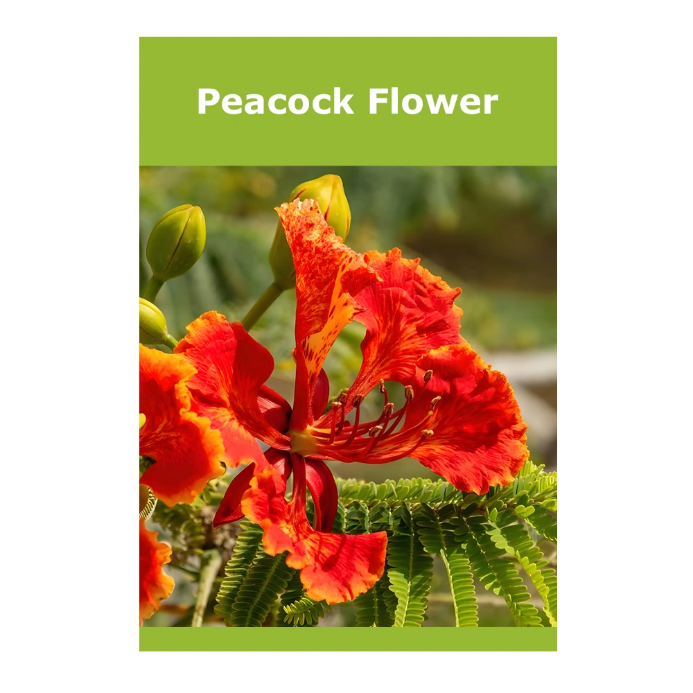 Peacock Flower