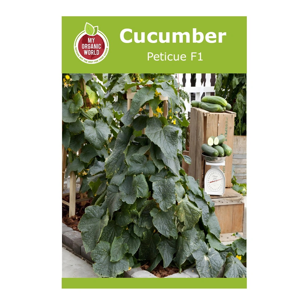 Peticue F1 Cucumber Seeds