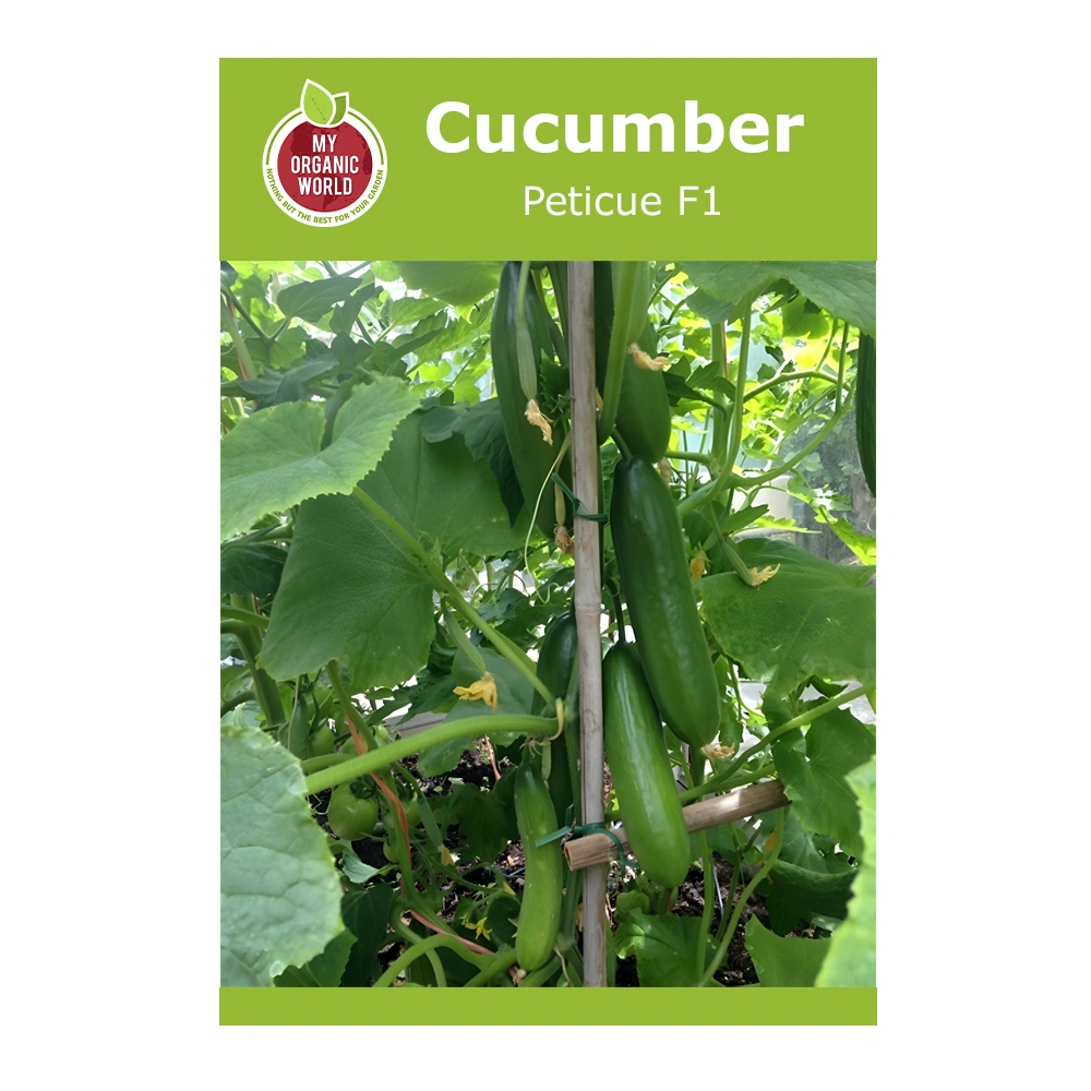 Peticue F1 Cucumber 1 Peticue F1 Cucumber Seeds