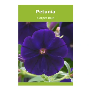Petunia Carpet Blue