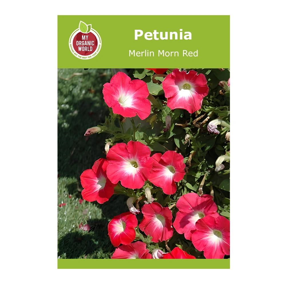 Petunia Merlin Morn Red 1 Petunia Merlin Morn Red