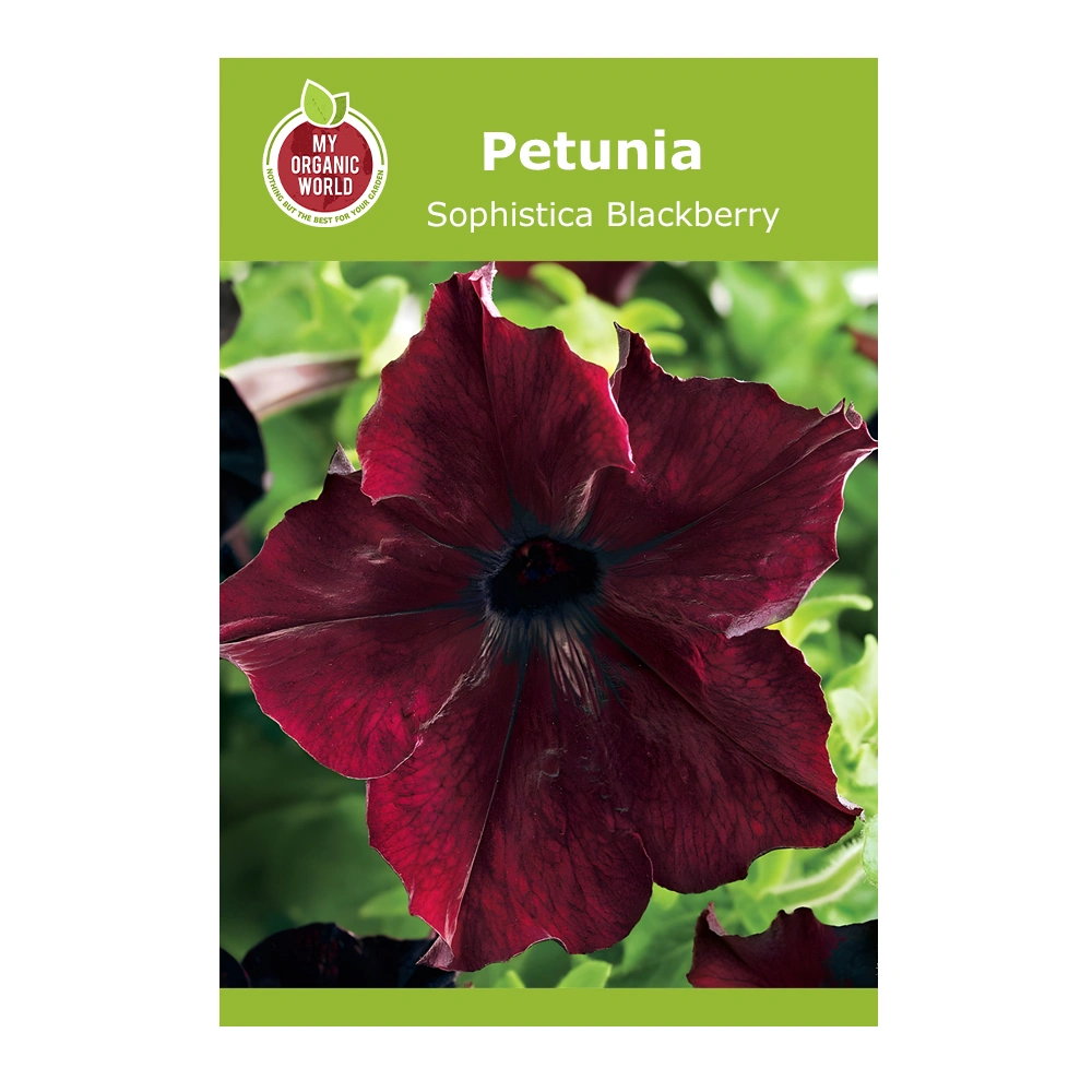 Petunia Sophistica Blackberry seeds