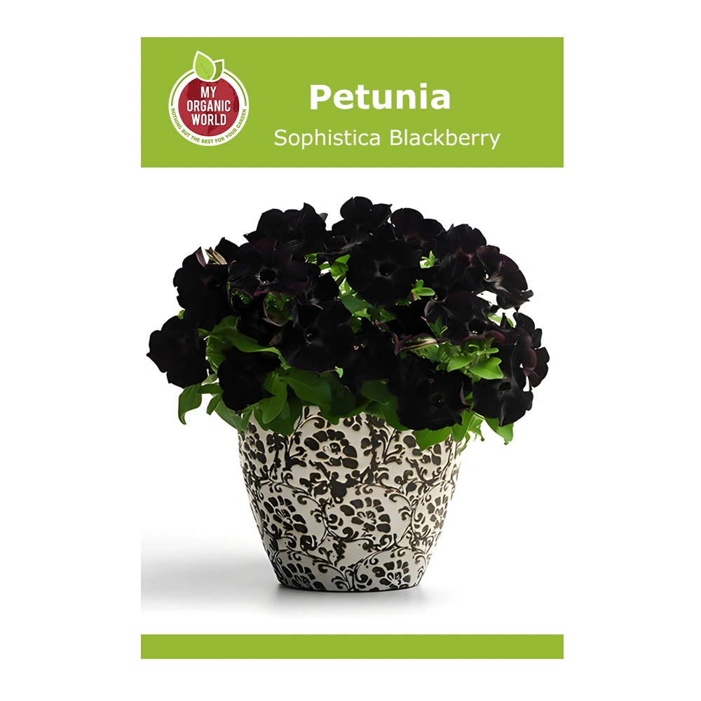 Petunia Sophistica Blackberry 1 Petunia Sophistica Blackberry seeds