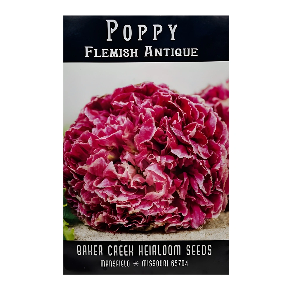 Poppy Flemish Antique