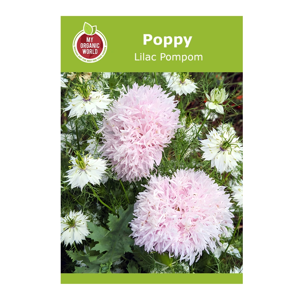 Poppy Papaver Lilac Pompom 1 Poppy Papaver Lilac Pompom