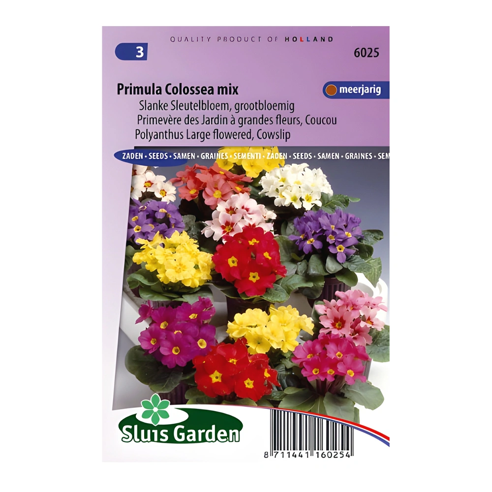 Primula Colossea Mix