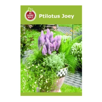 Ptilotus Joey