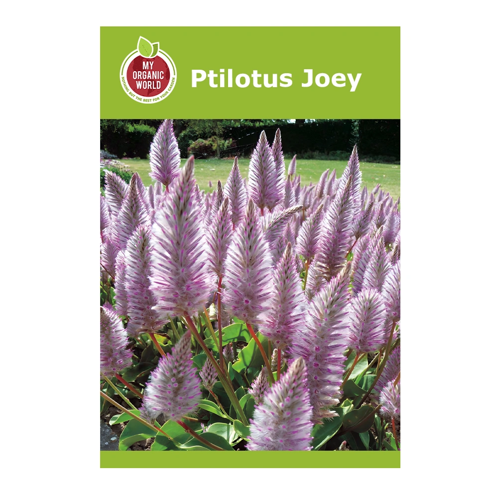 Ptilotus Joey