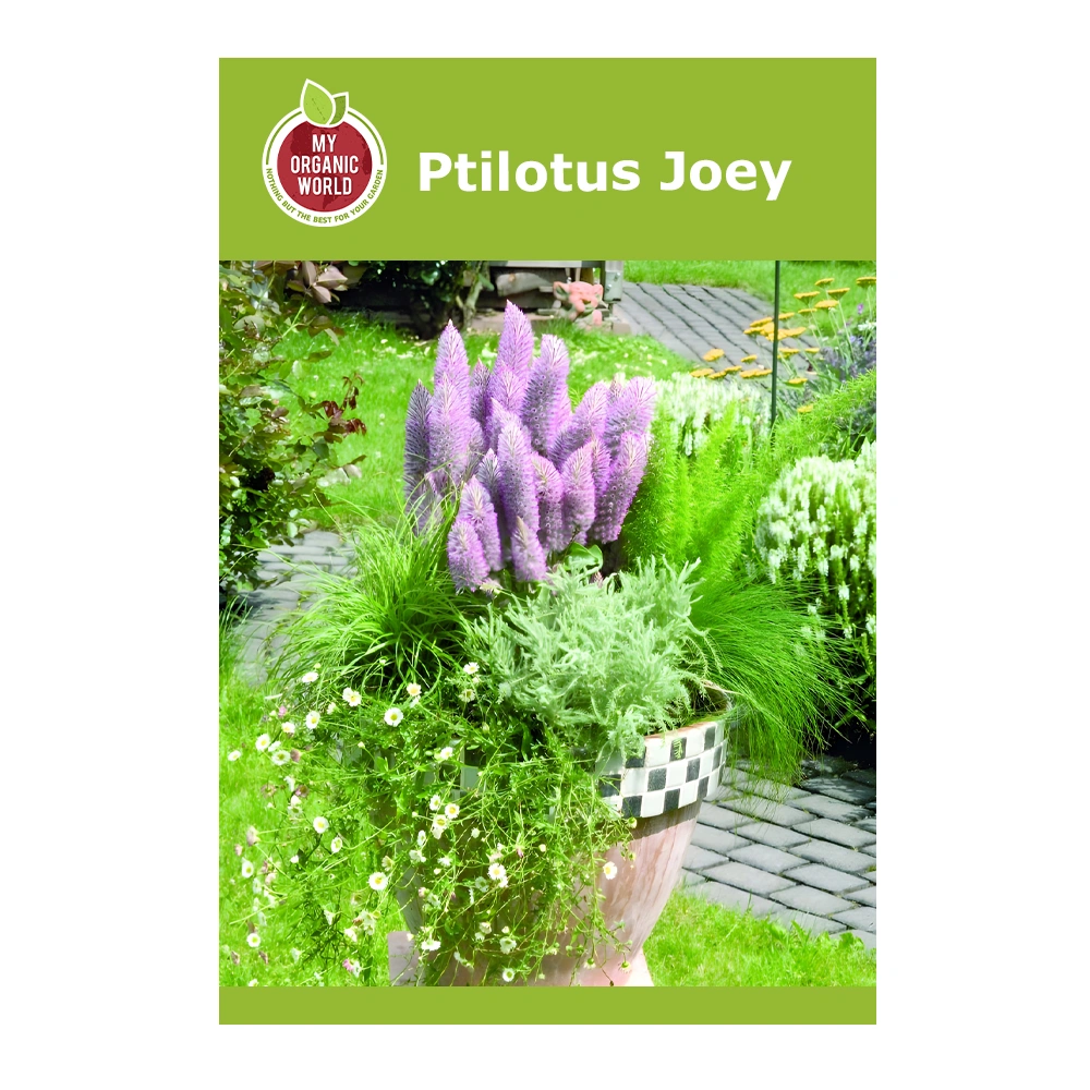 Ptilotus Joey
