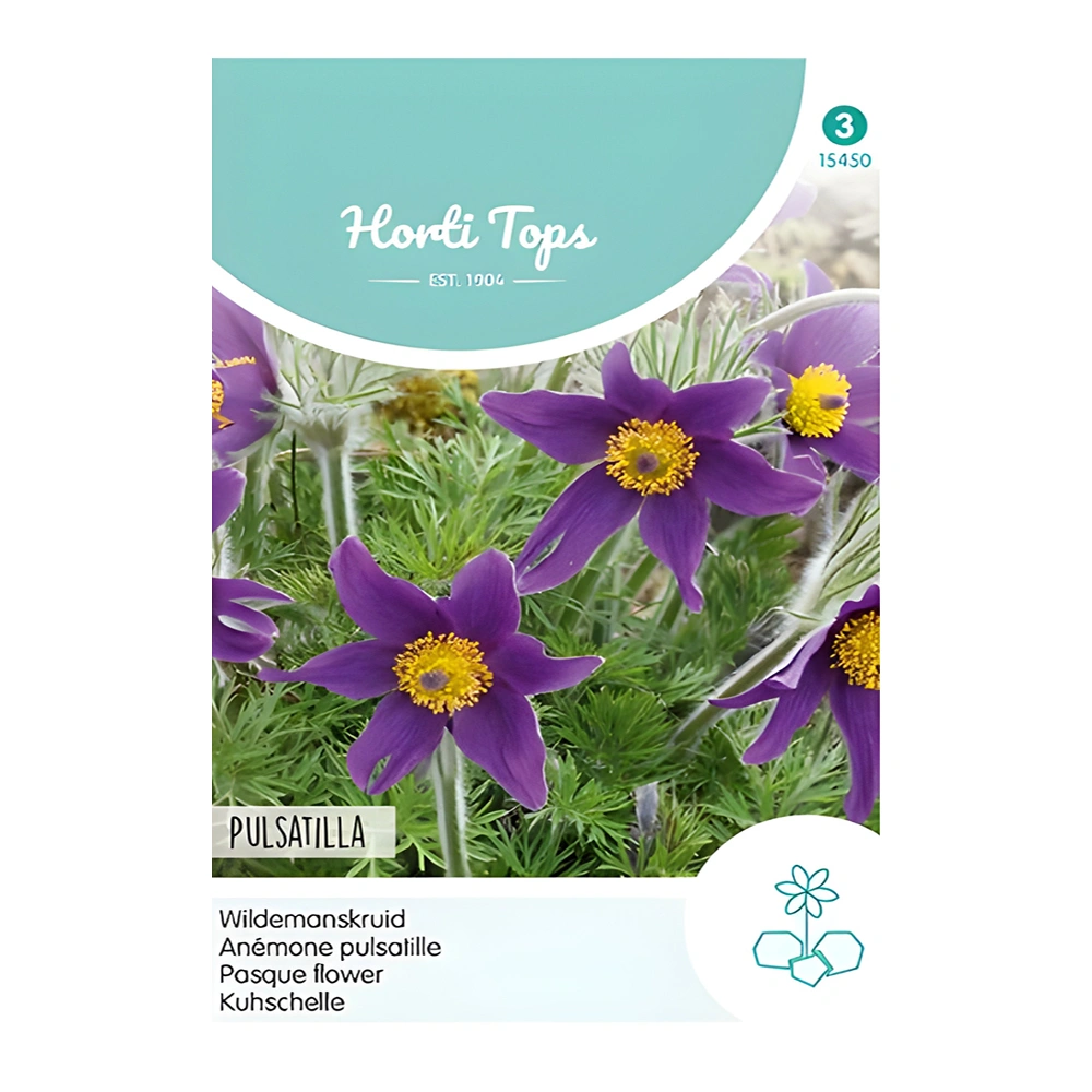 Pulsatilla Pasque Flower