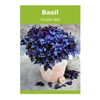 Purple Ball Basil seeds