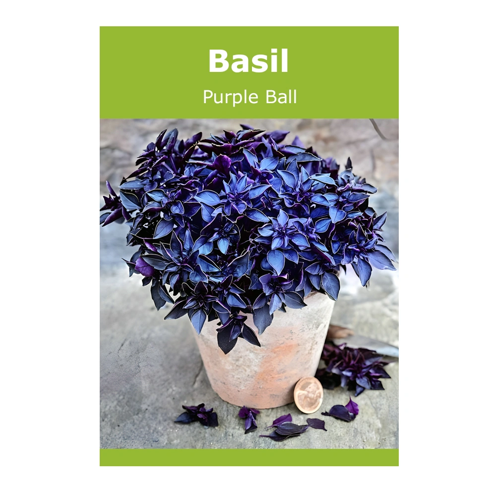 Purple Ball Basil seeds