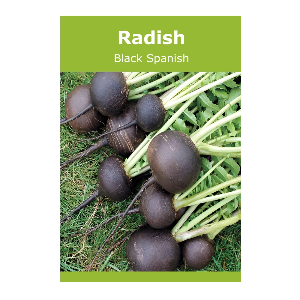 الفجل الأسود الإسباني 1 الفجل الأسود الإسباني