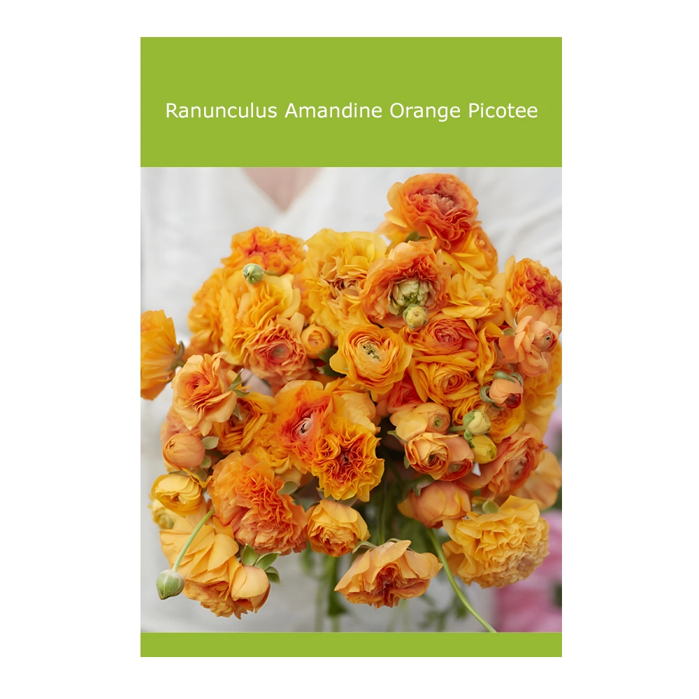 Ranunculus Amandine Orange Picotee (10 Pack)
