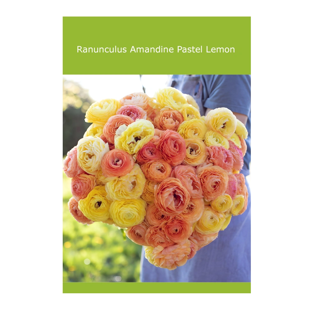 Ranunculus Amandine Pastel Lemon (10 Pack) 1 Ranunculus Amandine Pastel Lemon (10 Pack)