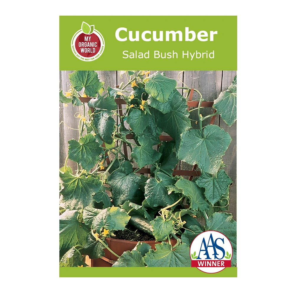 خيار هجين Salad Bush 1 بذور الخيار الهجين Salad Bush