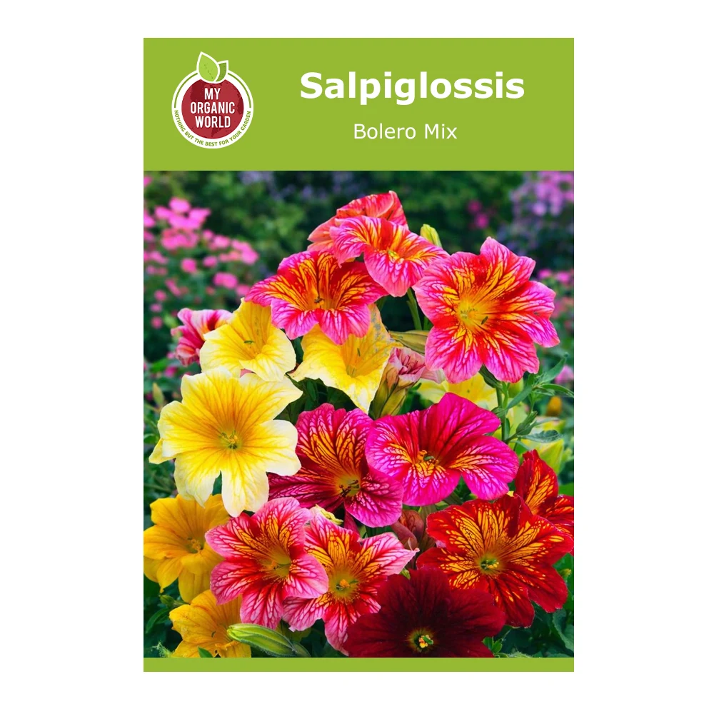 Salpiglossis Bolero Mix 1 Salpiglossis Bolero Mix