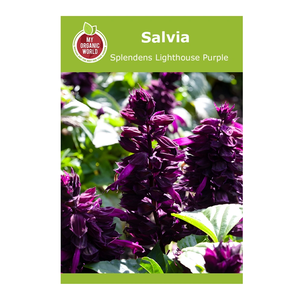 Salvia Splendens Lighthouse Purple