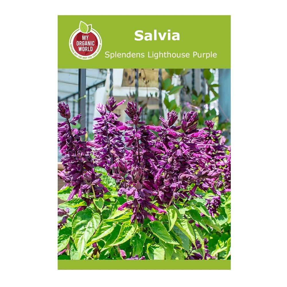 Salvia Splendens Lighthouse Purple 1 Salvia Splendens Lighthouse Purple