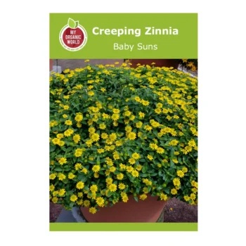 Sanvitalia (Creeping Zinnia) Baby Suns seeds