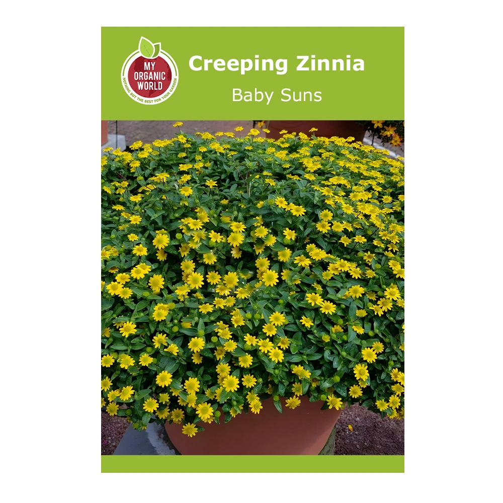 Sanvitalia (Creeping Zinnia) Baby Suns 1 Sanvitalia (Creeping Zinnia) Baby Suns seeds