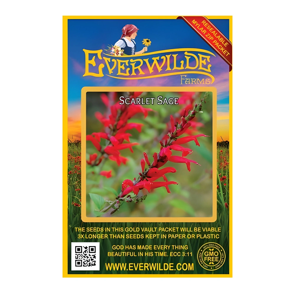 Scarlet Sage 1 Scarlet Sage seeds